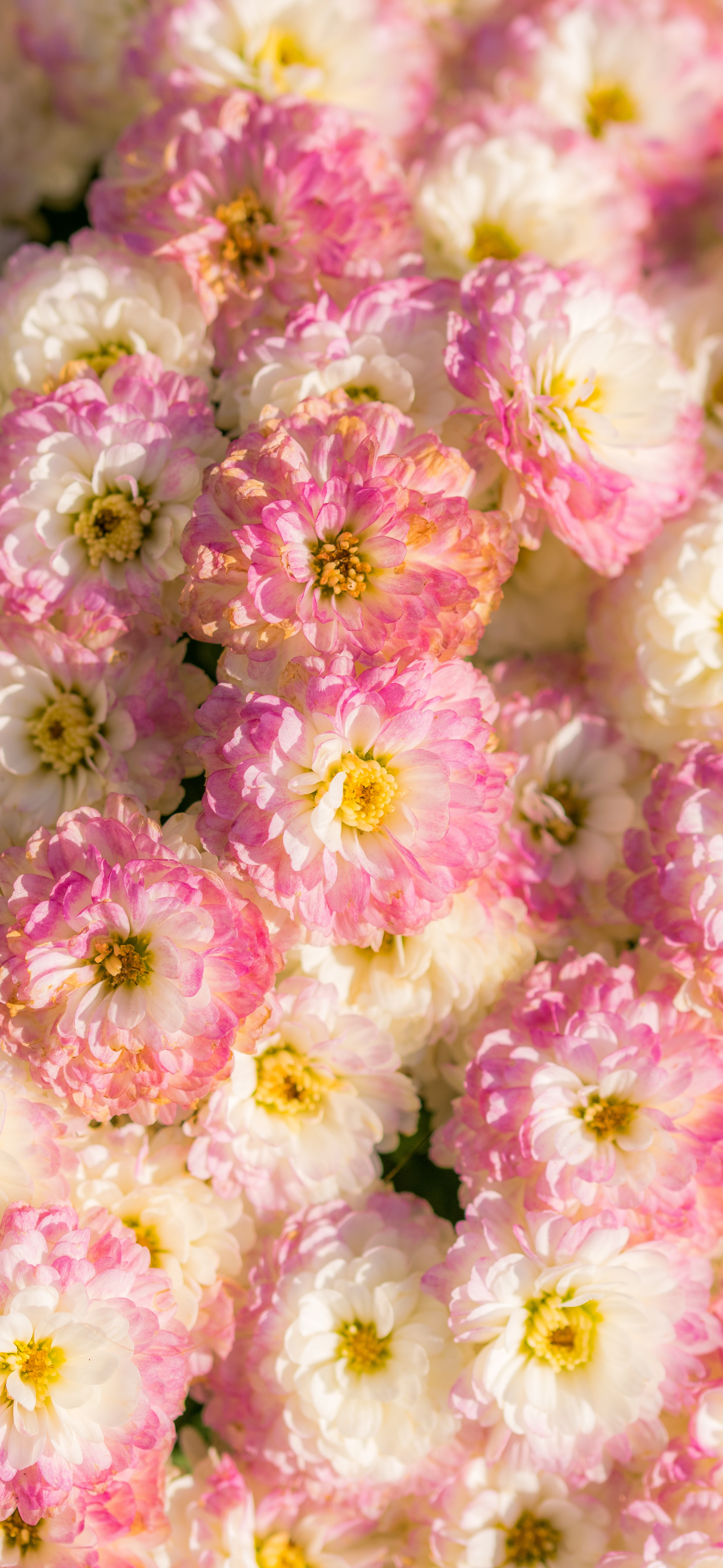 精选壁纸一组超好看的壁纸请签收,超好看的夏日清凉壁纸