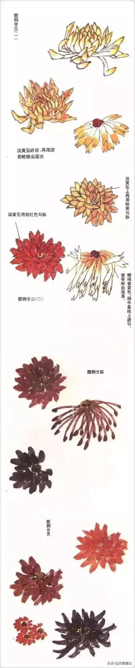 国画菊花技法绘画教程,国画菊花的基本画法