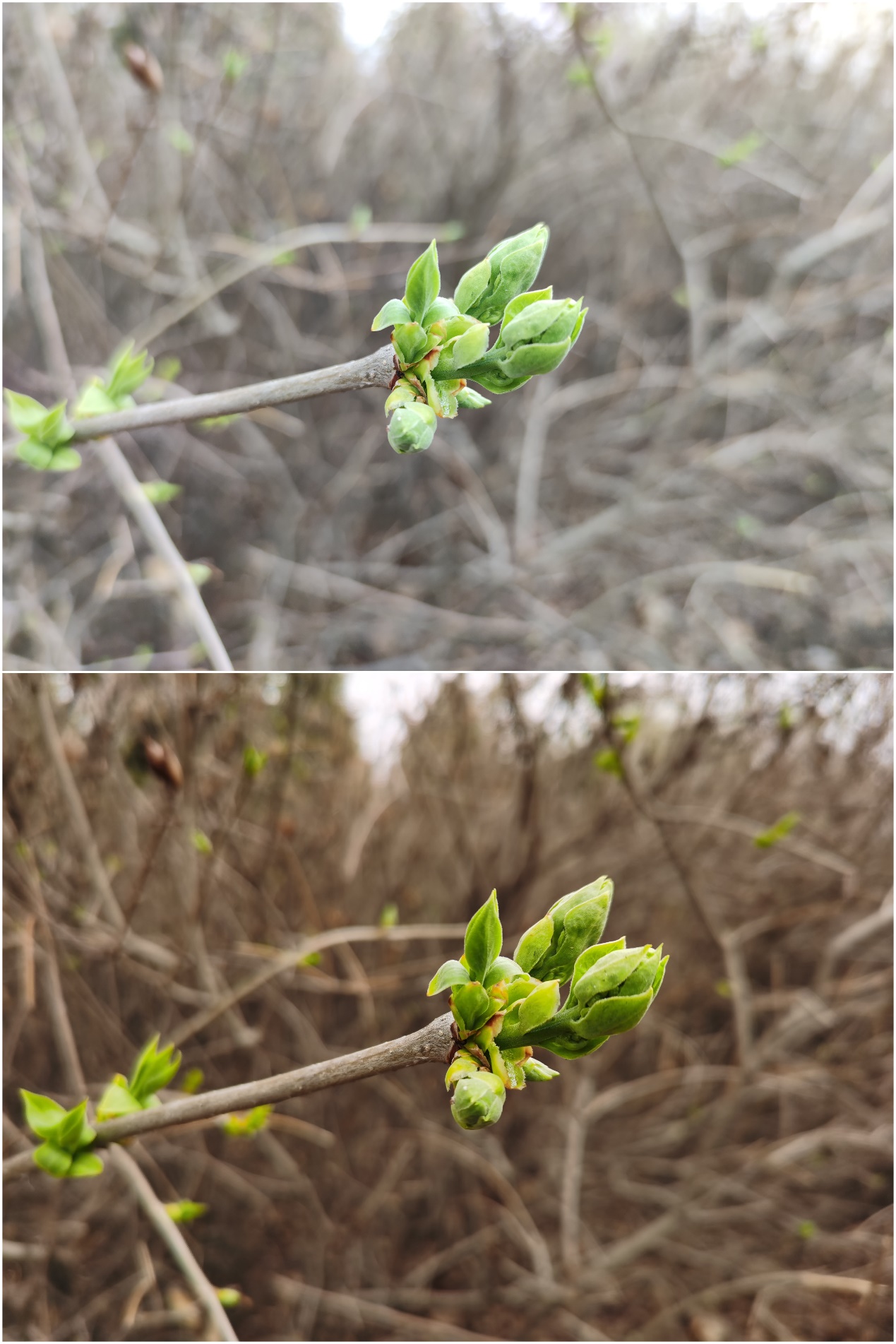 无充值！一文看懂3999到底选华为光荣30pro还是选小米10