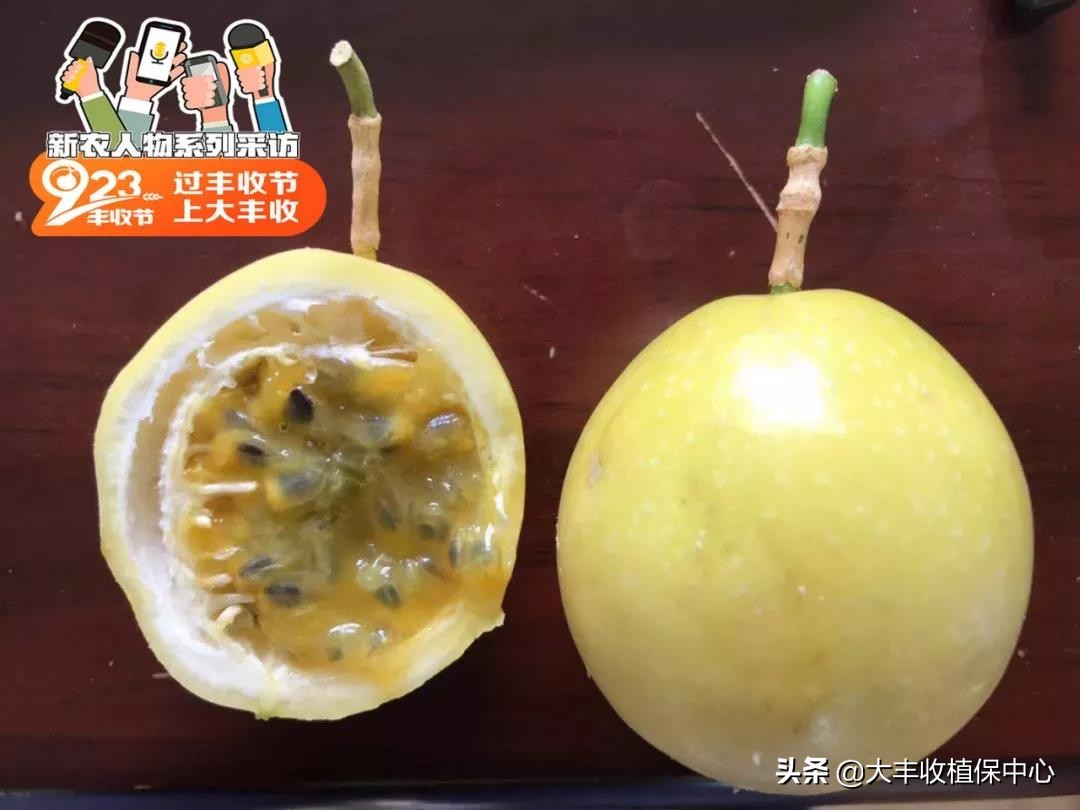 当下黄金百香果最好的品种是,黄金百香果和紫皮百香果哪个好种