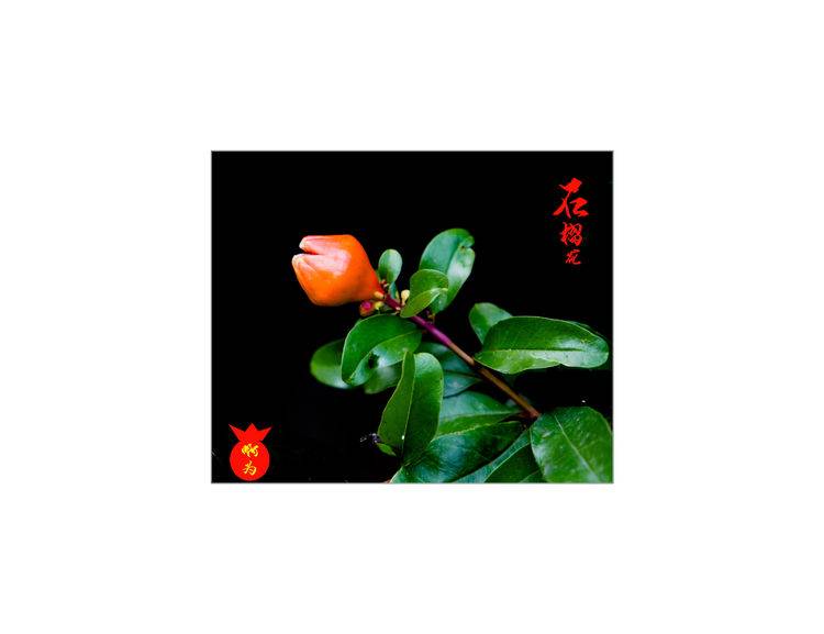 石榴花古诗词唯美,石榴花古诗词