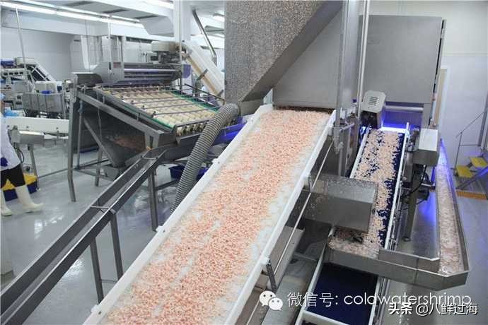 盐田生虾仁工厂,去壳北极甜虾工厂