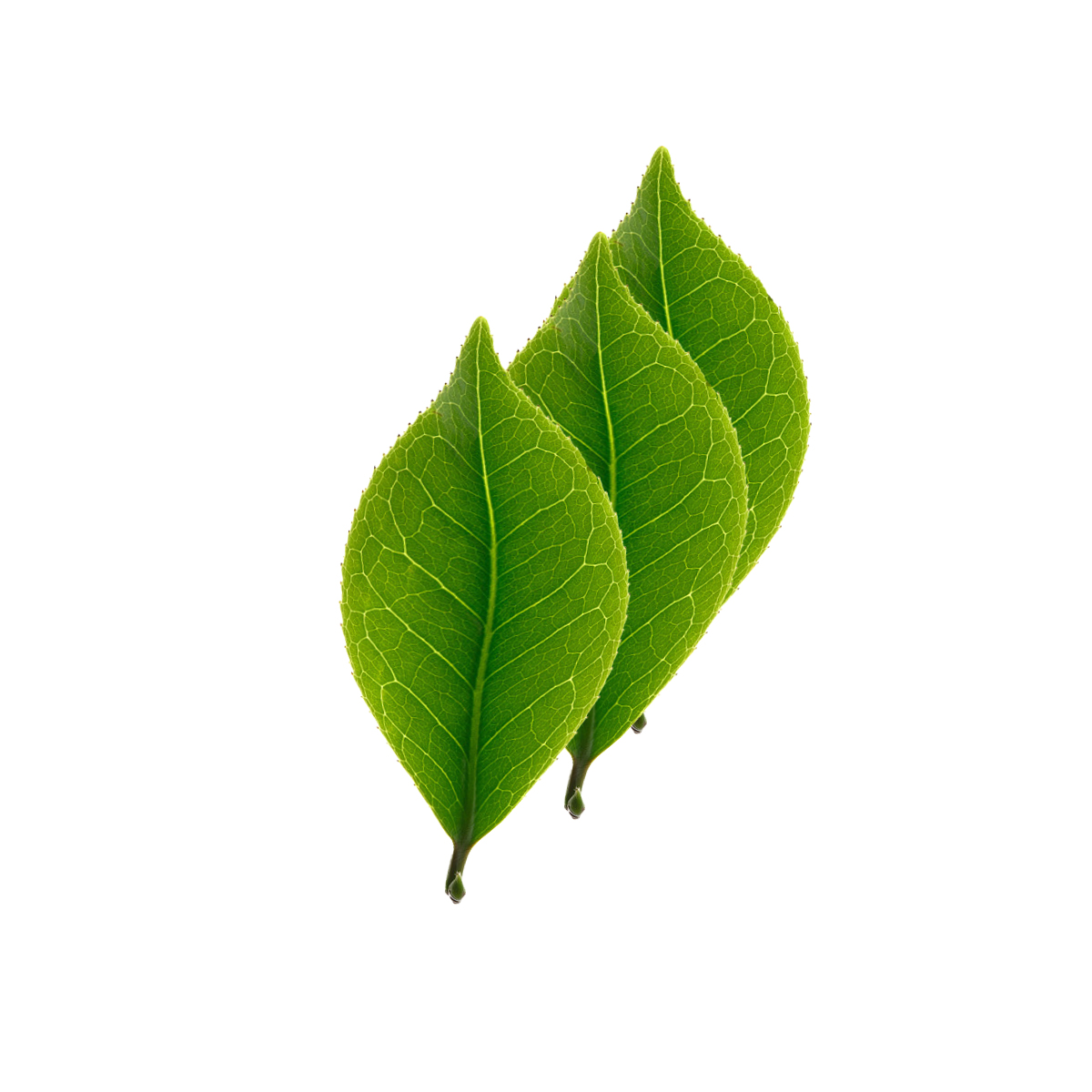 正宗中药薄荷,中药材知识分享之薄荷