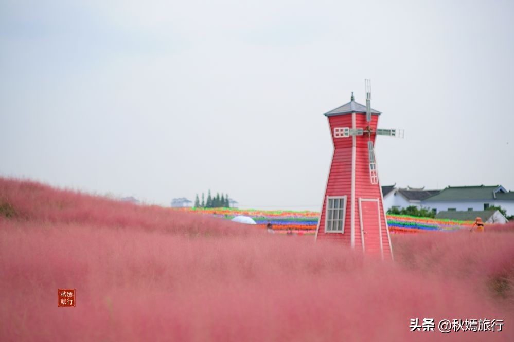 常熟粉黛花海景点,常熟市油菜花田