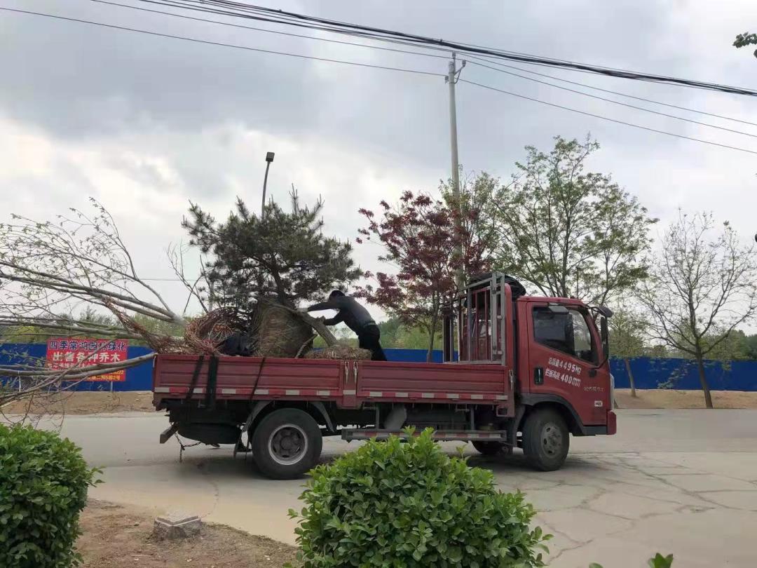 苗木市场行情低迷还会好转吗,苗木市场惨淡