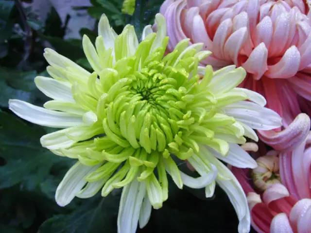 中国十大名花你认识几种呢,中国十大名花你喜欢哪种呢