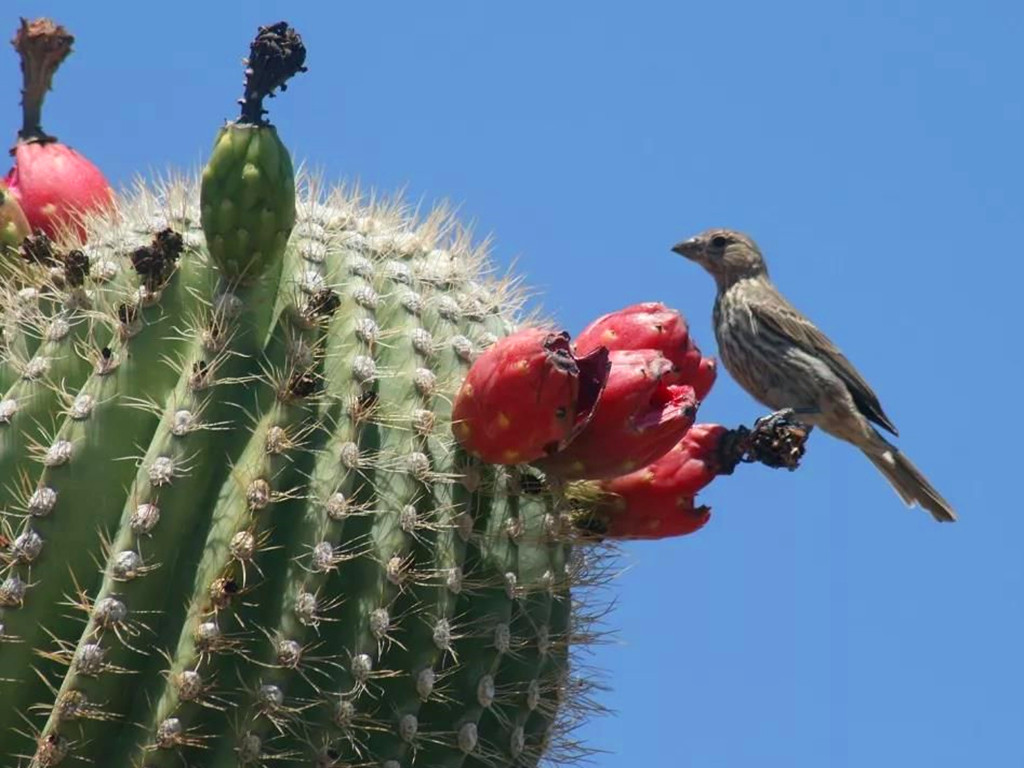 多肉能不能乱吃,所有多肉能吃吗