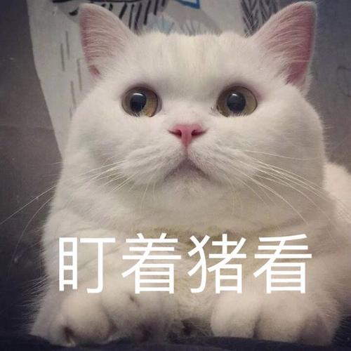 新手养猫不建议养的四种猫,适合新手和不建议新手养的猫