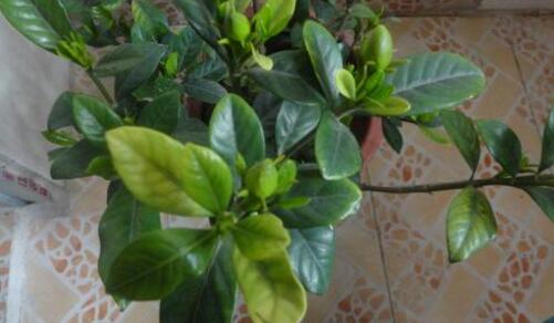 栀子花各种黄叶原因及图解,栀子花黄叶的几种处理方法