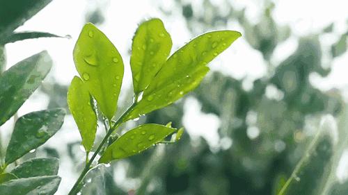 超惊艳的树叶手工,有趣的树叶手工制作