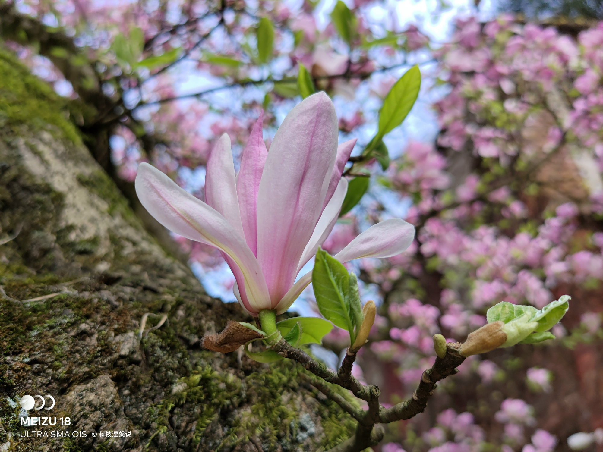 为什么魅族18要称之为小屏旗舰,魅族最后的小屏旗舰魅族18s
