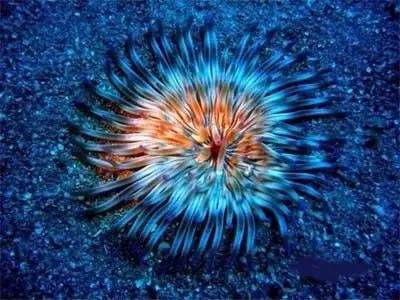 五彩斑斓的海底,五彩缤纷的海底世界介绍