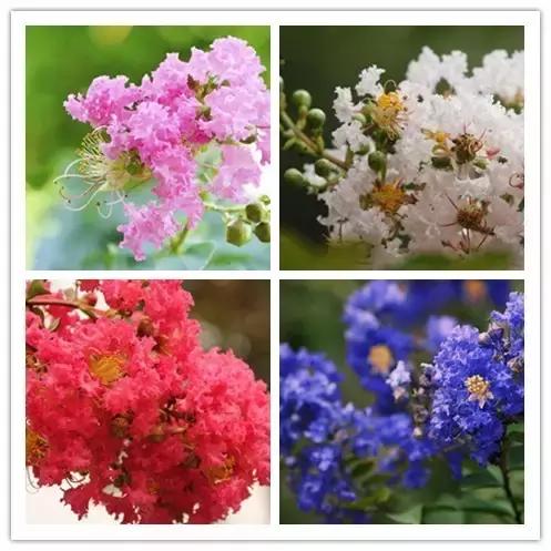 100种常见花卉资料大全,常见100种花卉介绍图片