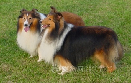 常见狗狗价格排行,狗狗价格以及品种大全