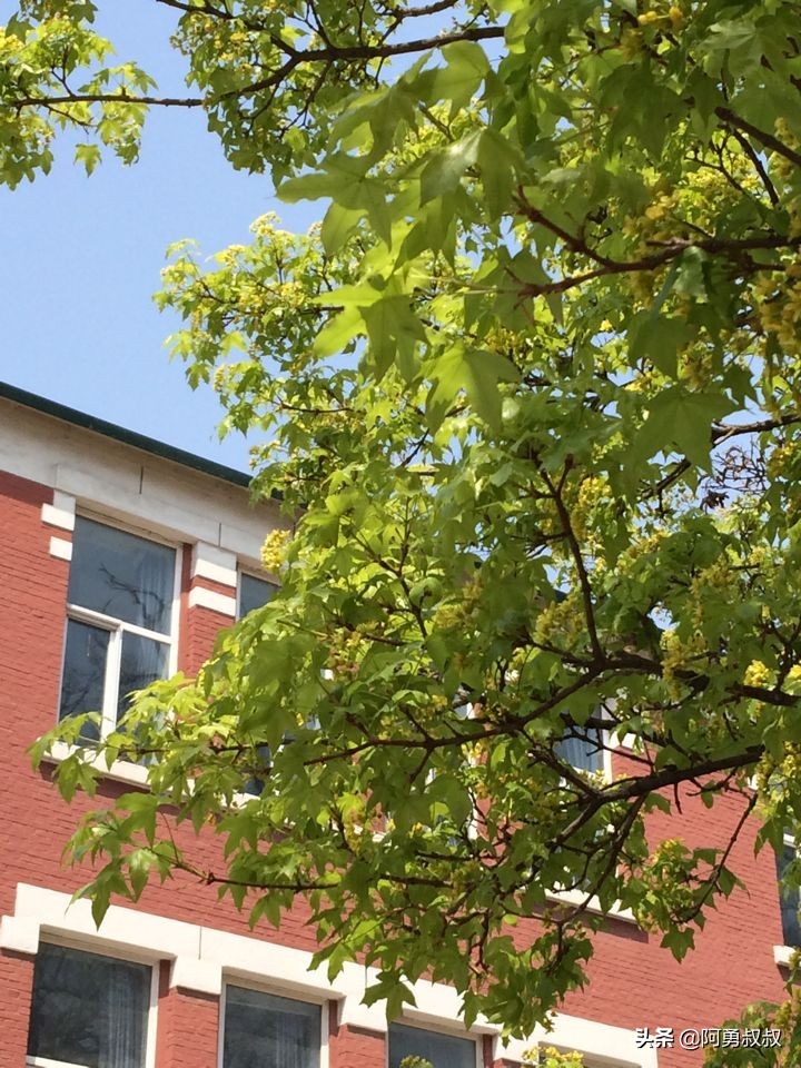 大连全国百强国际学校,大连第二十四中学全国排名