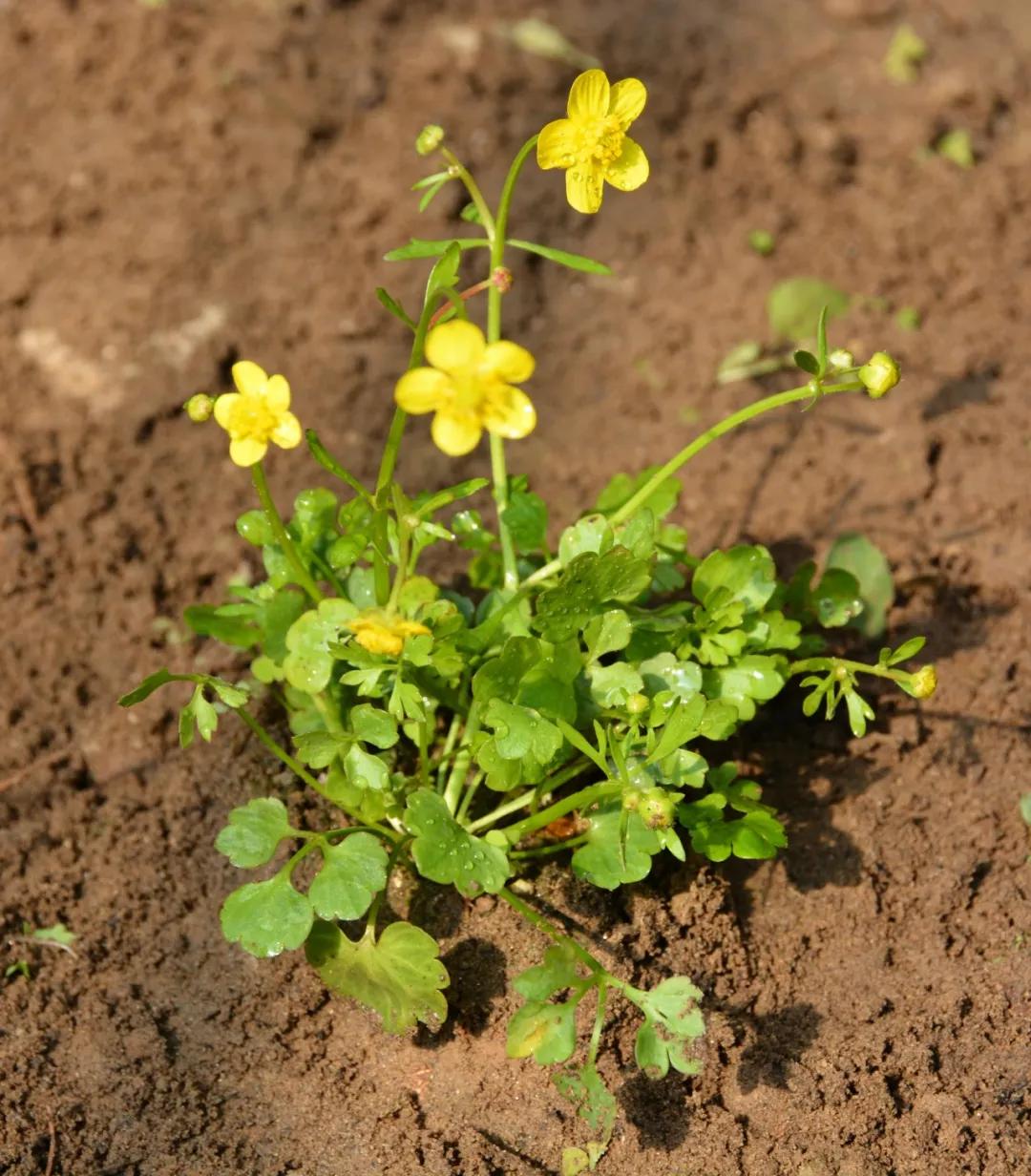 硬核整顿！高清中药教材原植物彩*图色**谱（四期）