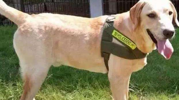 深度剖析拉布拉多犬的优缺点,拉布拉多是性格最好的犬种吗