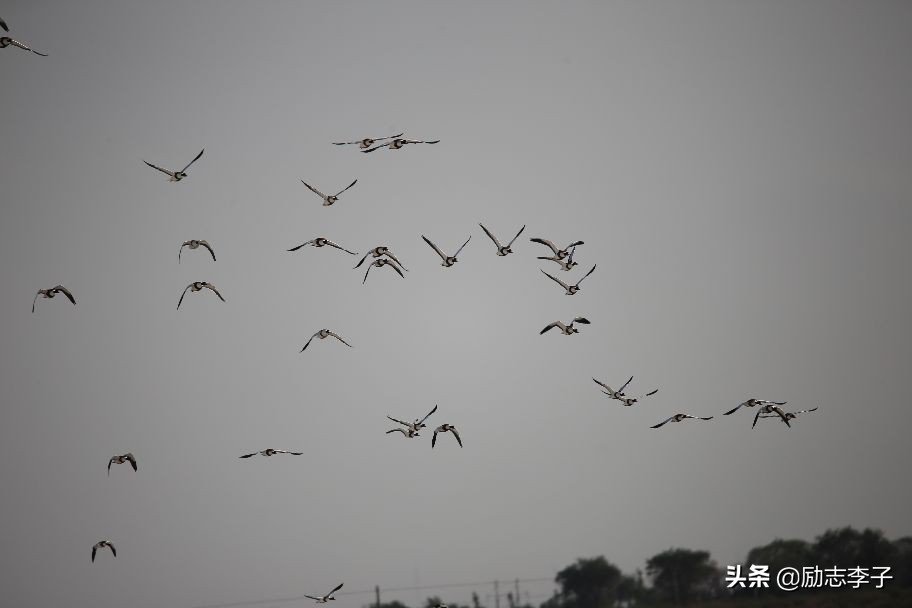 宁夏候鸟,候鸟监测简报