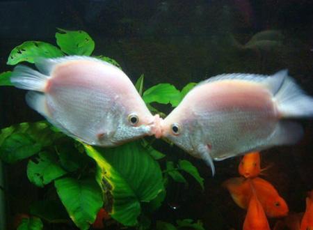 十大最好看的观赏鱼图片大全,十种最漂亮的观赏鱼图片