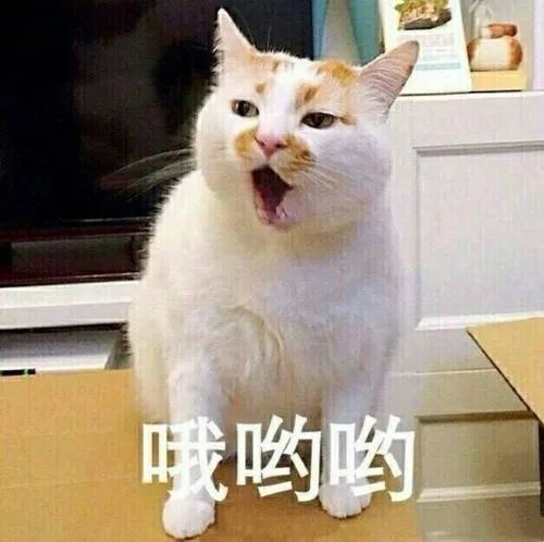 猫屎猫尿这么臭怎么办,猫在猫砂盆里大便臭吗