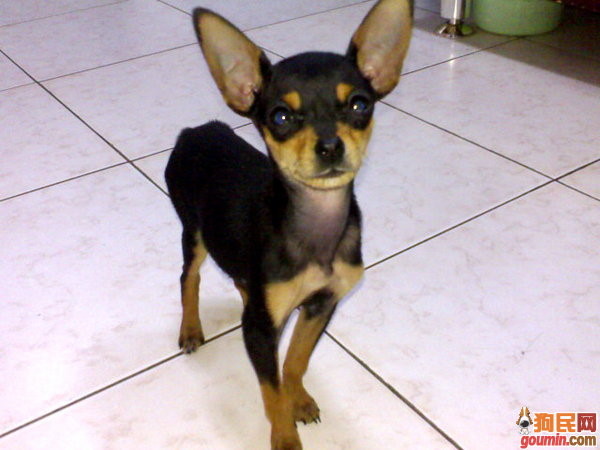 常见狗狗价格排行,狗狗价格以及品种大全