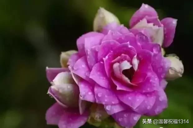 长寿花母亲节,母亲节长寿花视频