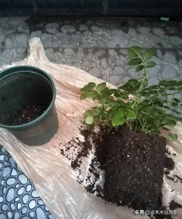 月季花苗怎么种不活,月季盆栽的种植方法和注意事项