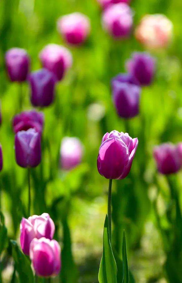 时光清浅秋意阑珊,时光清浅浮世清欢