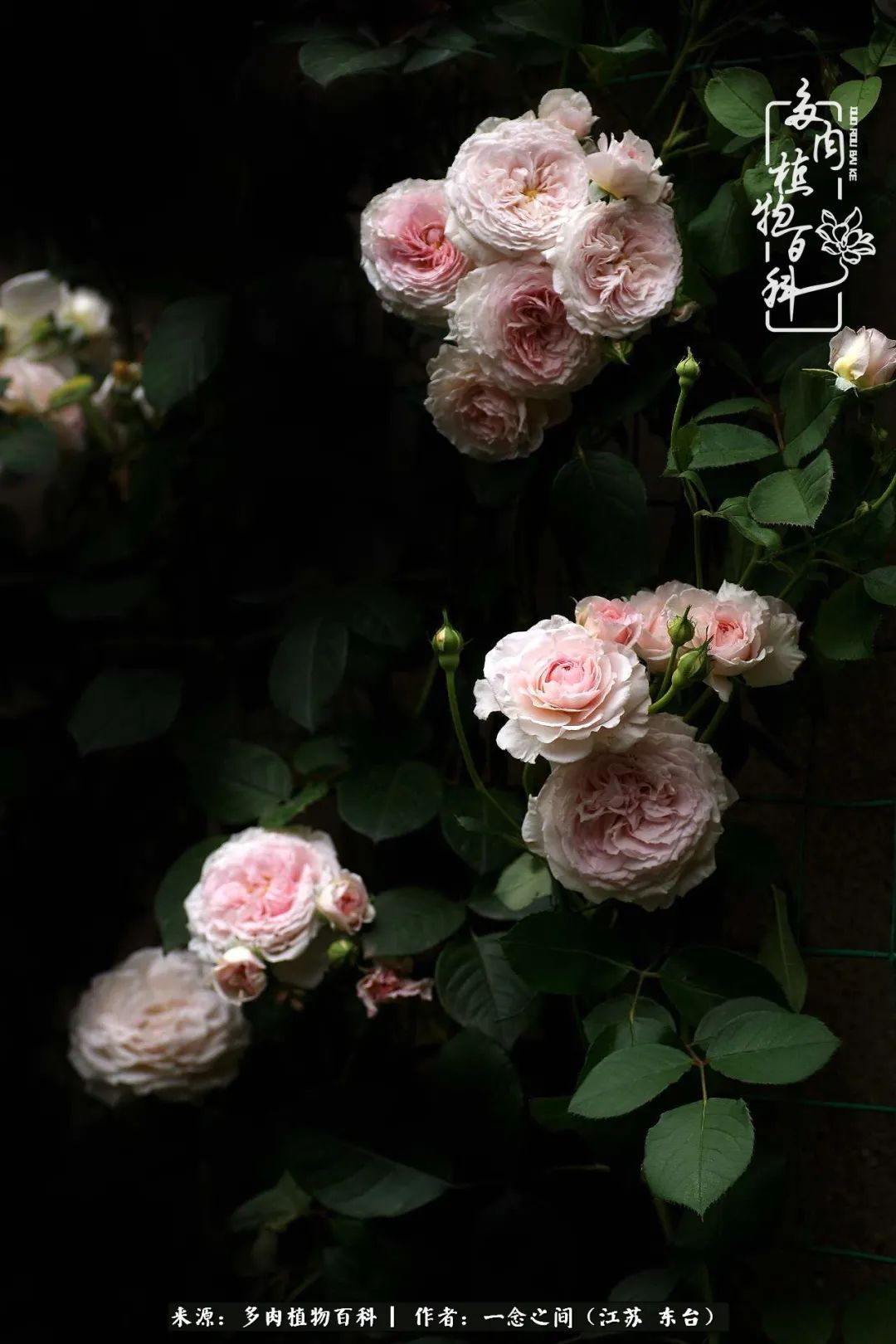 遇见花开蓝莓糖,遇见花开蔬菜沙拉酱