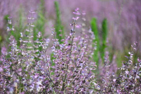 西餐常用的十三种香草介绍大全,西餐中常用的15种香料和香草
