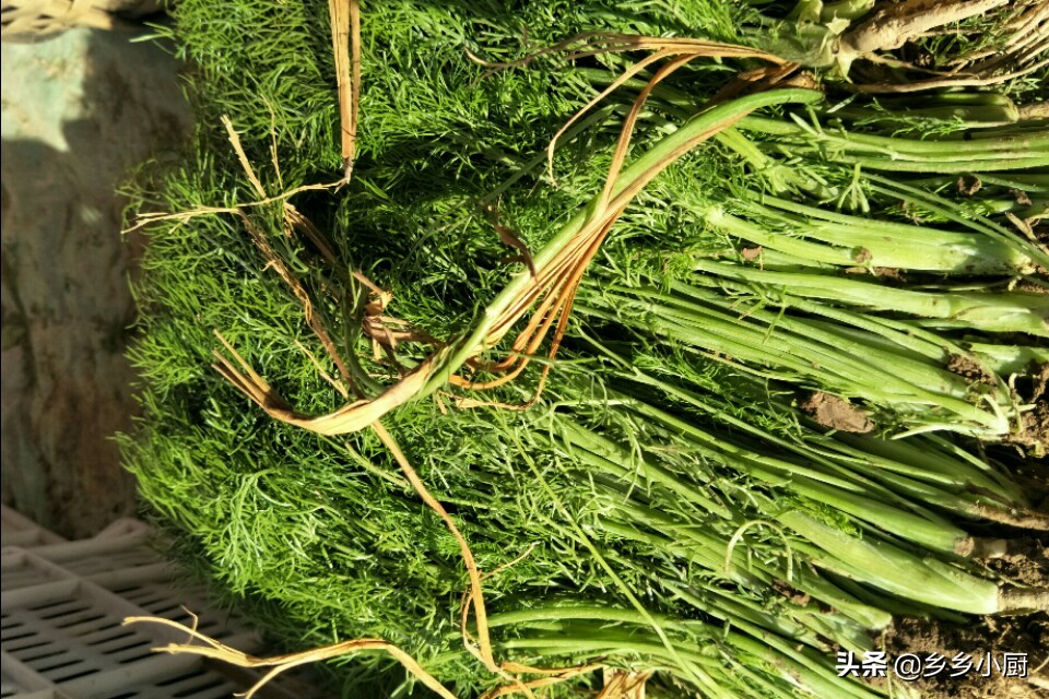 大厨做茴香鸡蛋饺子做法,5块钱的饺子用什么做的