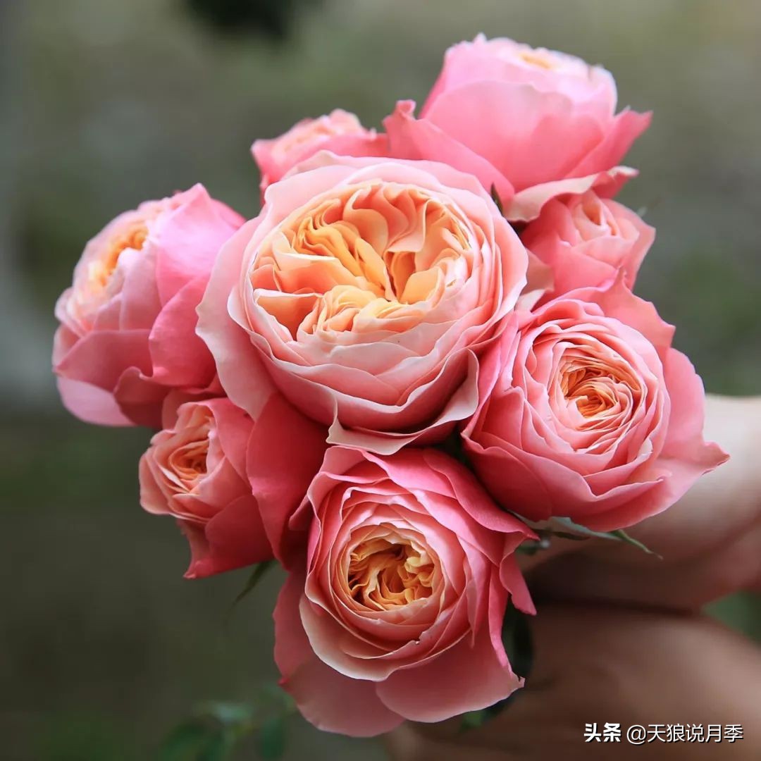 四月最浪漫的蔷薇花,最浪漫的四月花