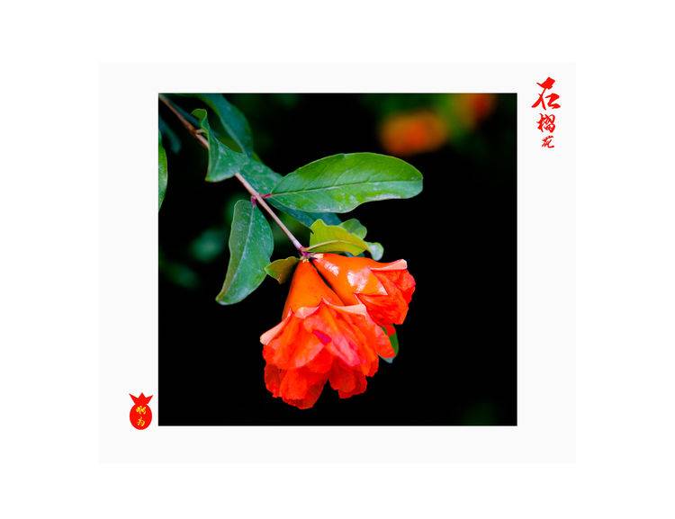 石榴花古诗词唯美,石榴花古诗词