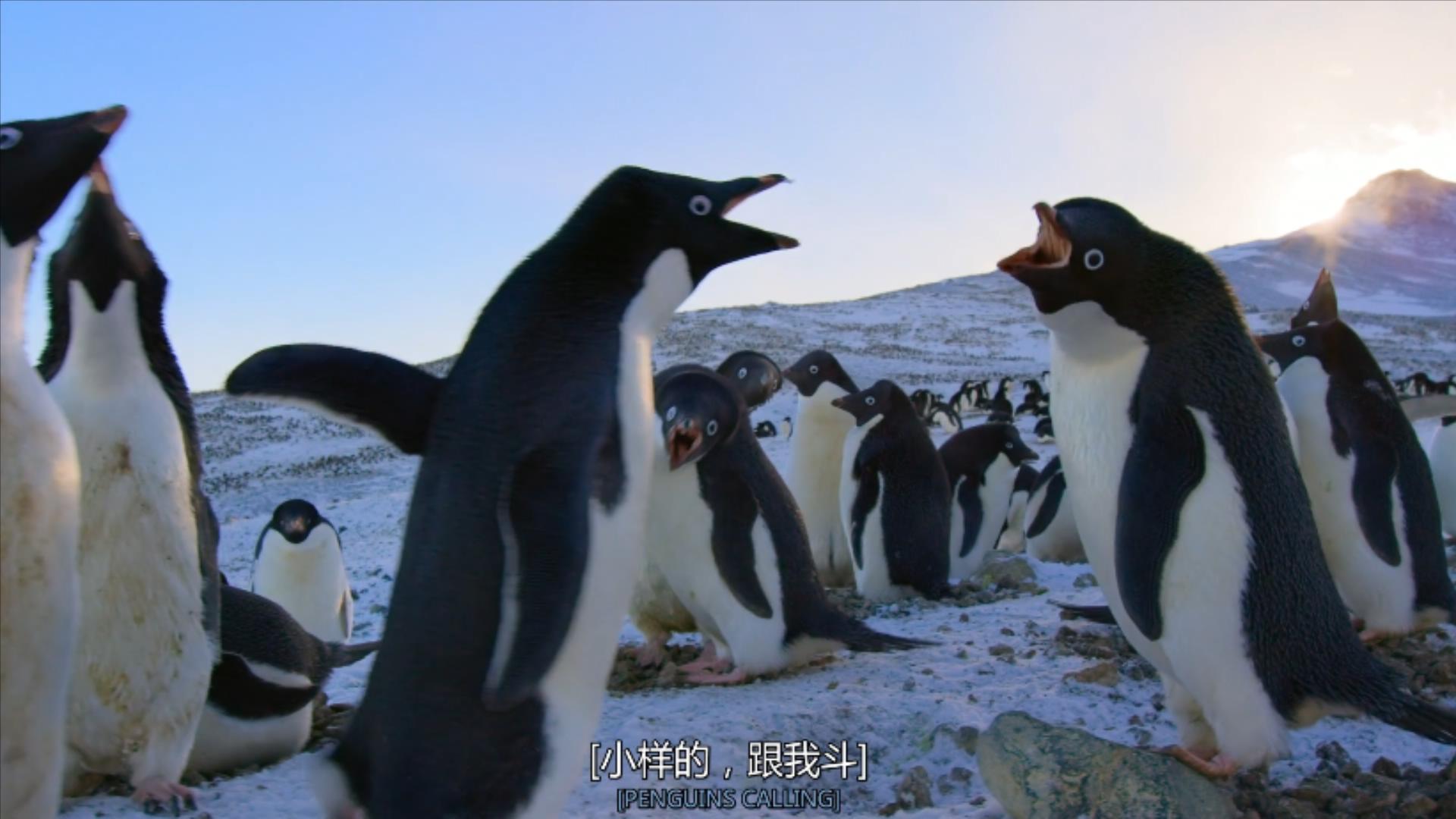 大过年的，被这些小萌萌给笑掉了头