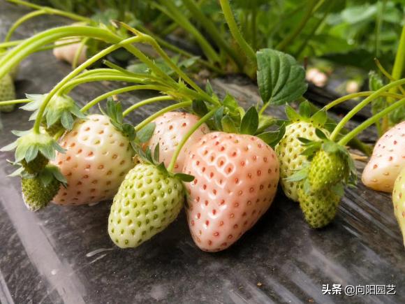 草莓在家里怎样才能种的又大又甜,原来草莓还可以这样种长见识