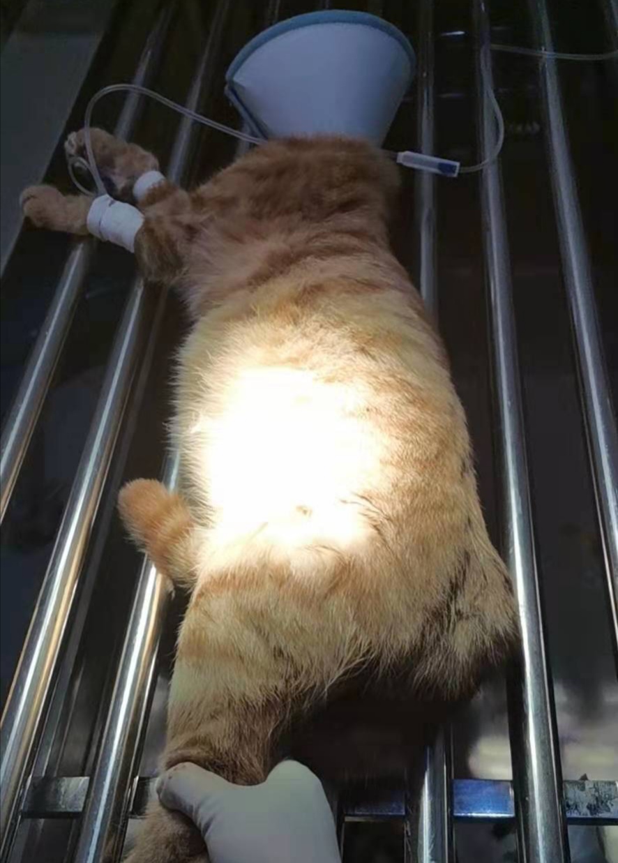 家猫去宠物医院一般要花多少钱,母猫咪手术费用一般多少