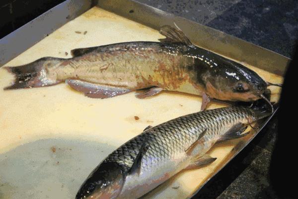 超市里这种鱼千万别再买,爱吃鱼的人注意这种鱼千万不要买