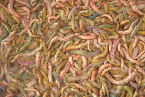 震惊！广东人早餐都加这些虫子，而且还是活的！