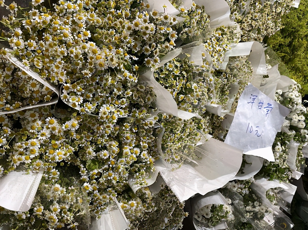 成都最值得逛的花卉市场,成都可以逛的花市