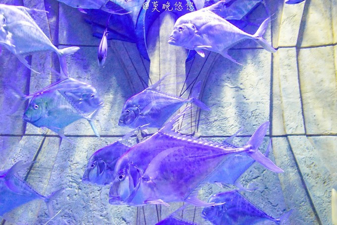 七星级酒店亚特兰蒂斯,三亚七星级酒店亚特兰蒂斯门票