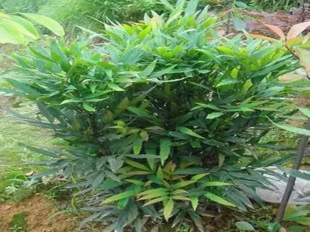 整合——28种青草药，赶快收藏备用！