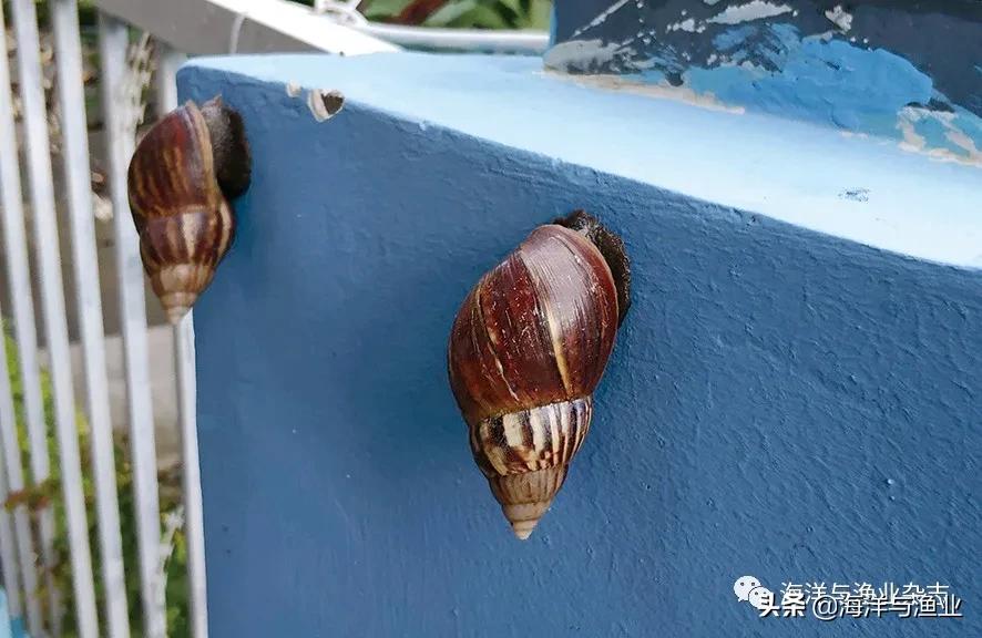 北方江河常见水生生物,陆生生物水生生物有哪些