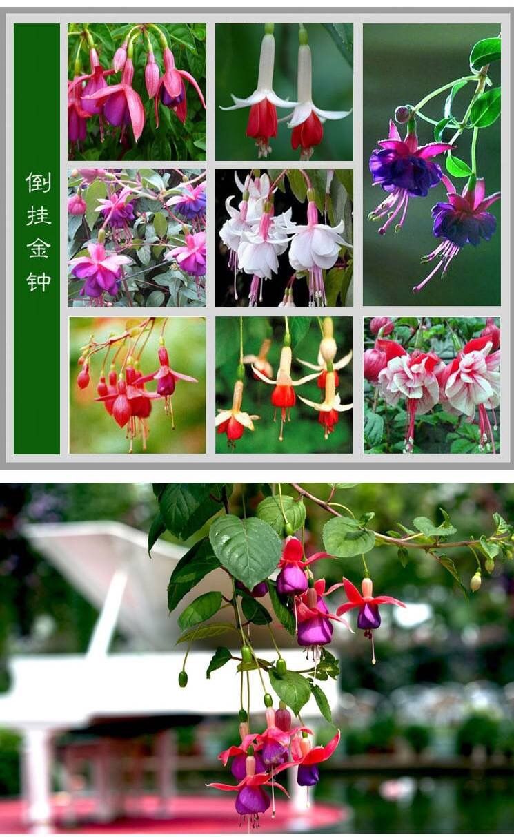 便宜的网红花有哪些图片,4种高颜值网红花