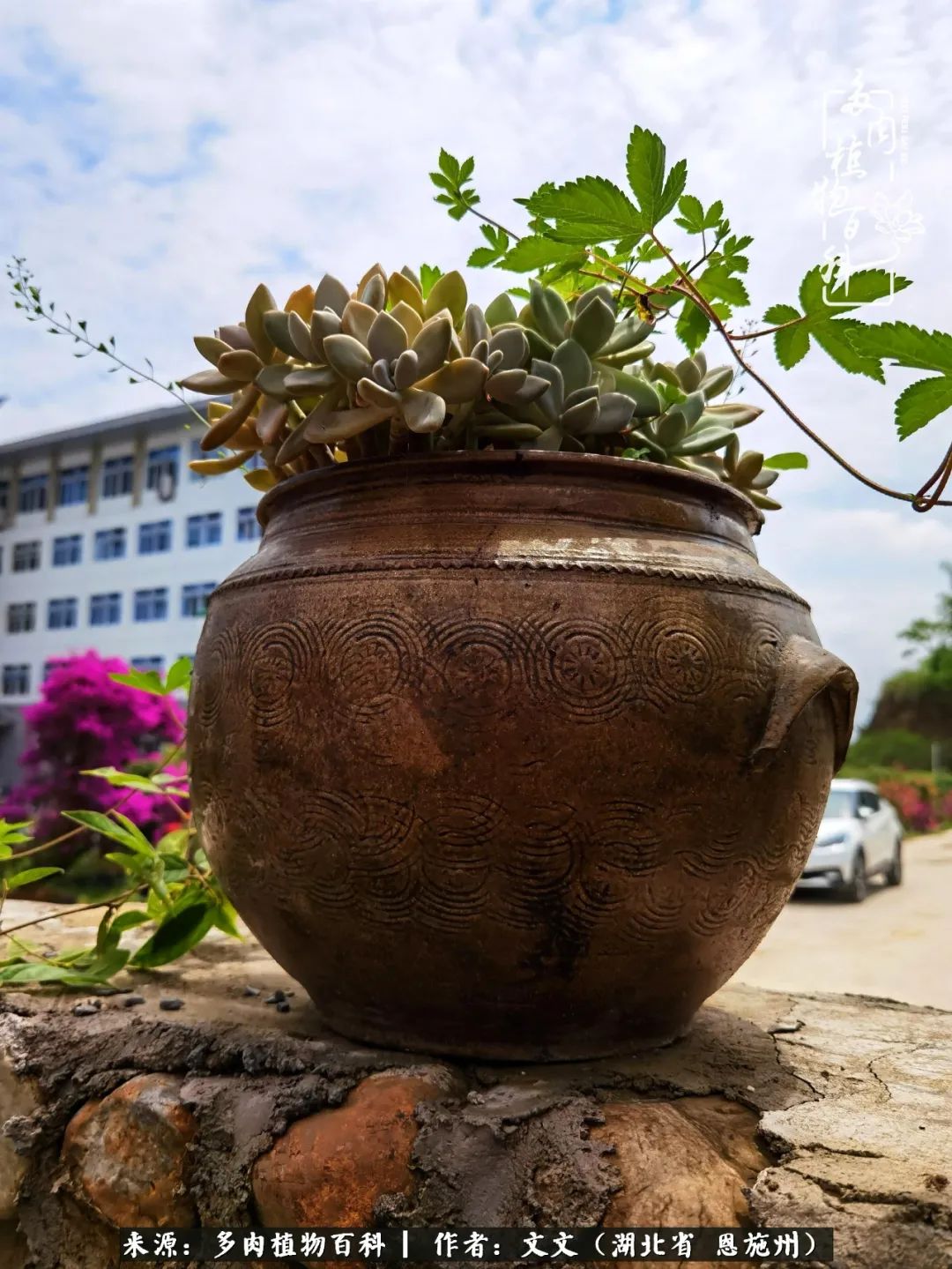 夏季多肉花园图片,初夏多肉花园