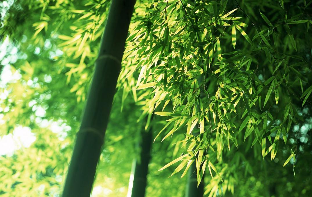 绿竹猗猗，有匪君子？为何古人喜爱用竹、松比喻人的高贵品格