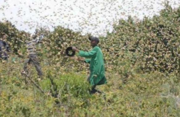 蝗虫最大的危害时期和消灭时期,蝗虫和飞蝗哪个危害大