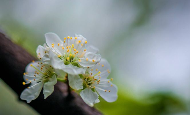 李花的唯美诗句,李花诗词大全100首