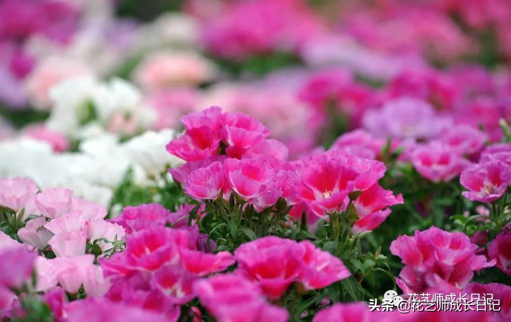 10种在花镜设计中常用的紫色花卉,南方适合做花境的花卉种类