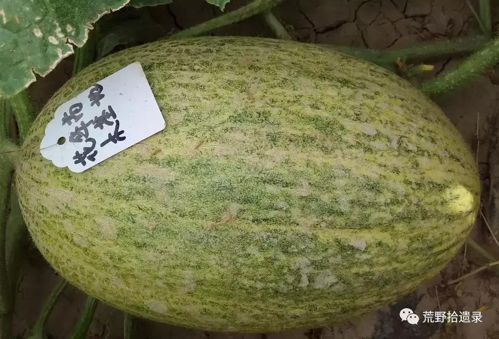 四川适合种植哈密瓜甜瓜品种,甜瓜种植技术新疆哈密瓜