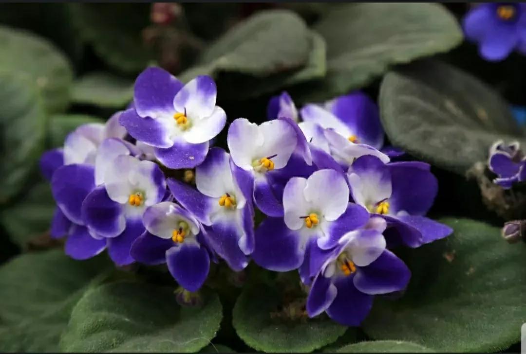 芳踪难觅濒危花！清新治愈篇：沙漠高原是吾家，豹子花的春天来了